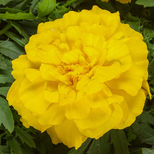 Marigold Endurance Yellow
