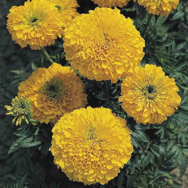 Inca 2 Gold marigold Inca 2 Gold marigold seeds