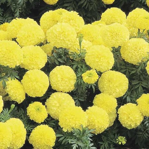 Inca 2 Primrose marigold seeds