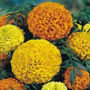 Lady Mix marigold Lady Mix marigold seeds