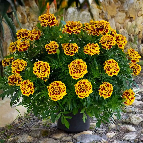 Marigold Mango Tango