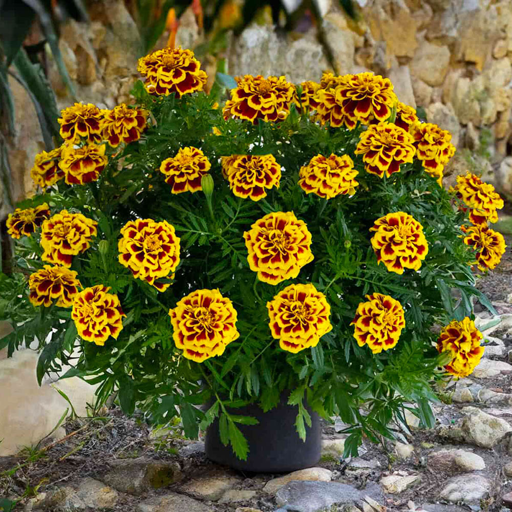 Marigold Mango Tango