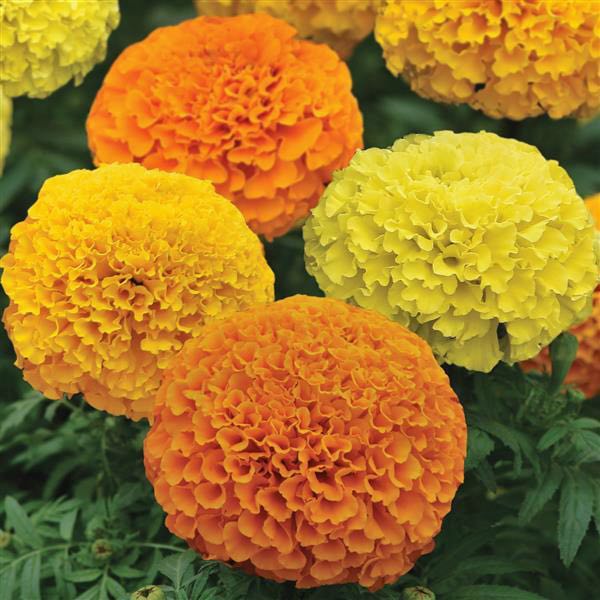 Marvel II Mixture marigold seeds