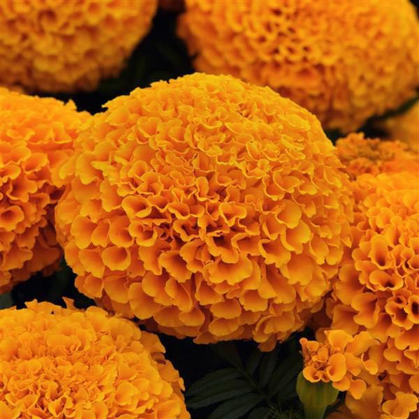 Marvel II Orange marigold seeds