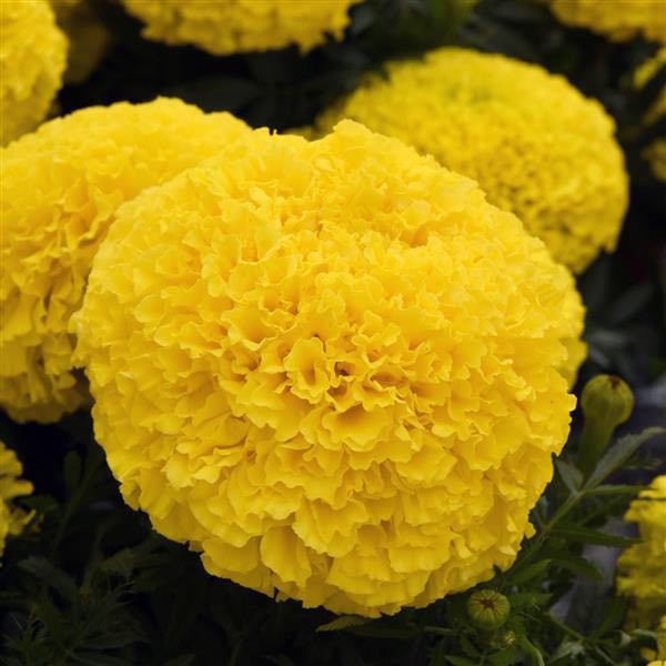 Marvel II Yellow marigold seeds