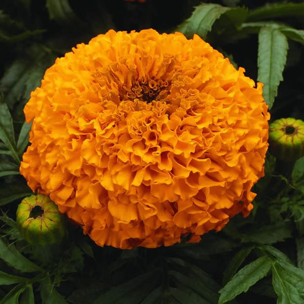 Moonsong Deep Orange marigold Moonsong Deep Orange marigold seeds