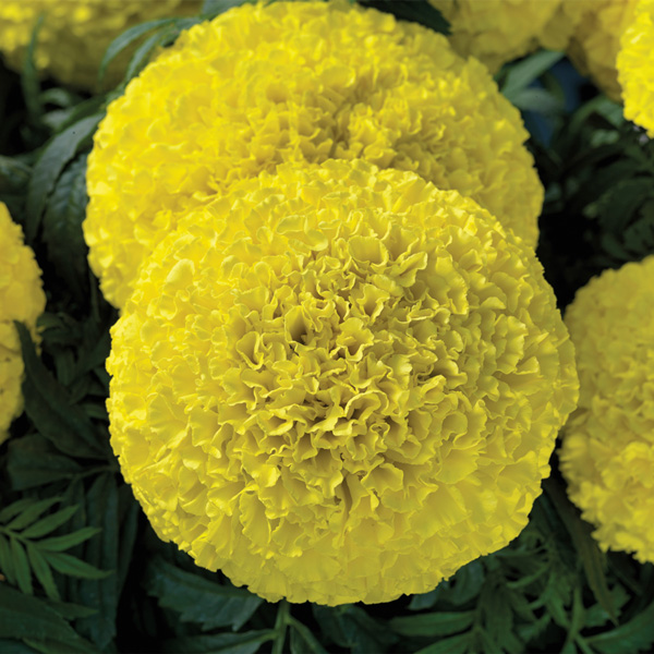 Marigold Seeds 17 African & French Marigolds Annual Flower Seeds