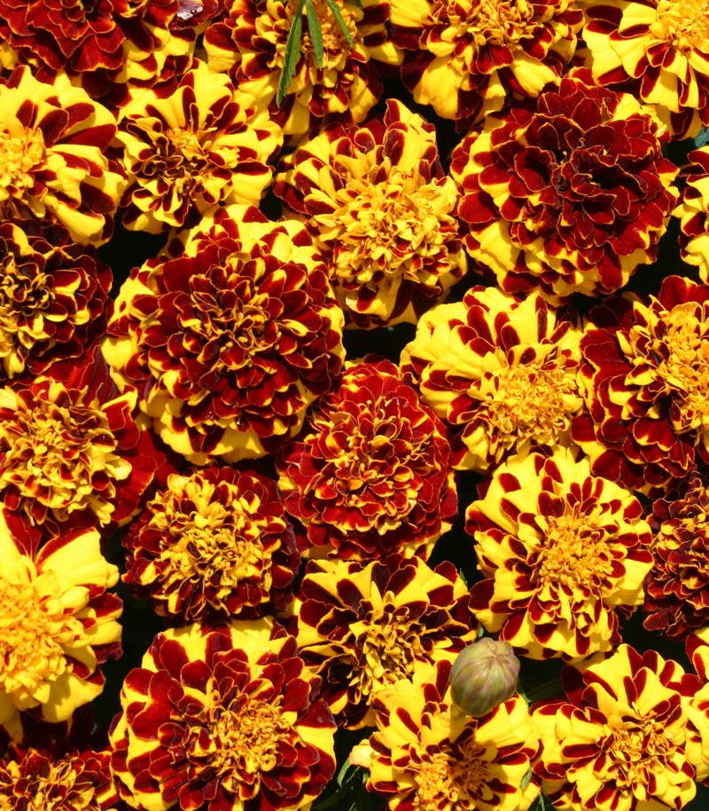 Mr Majestic Double marigold seeds