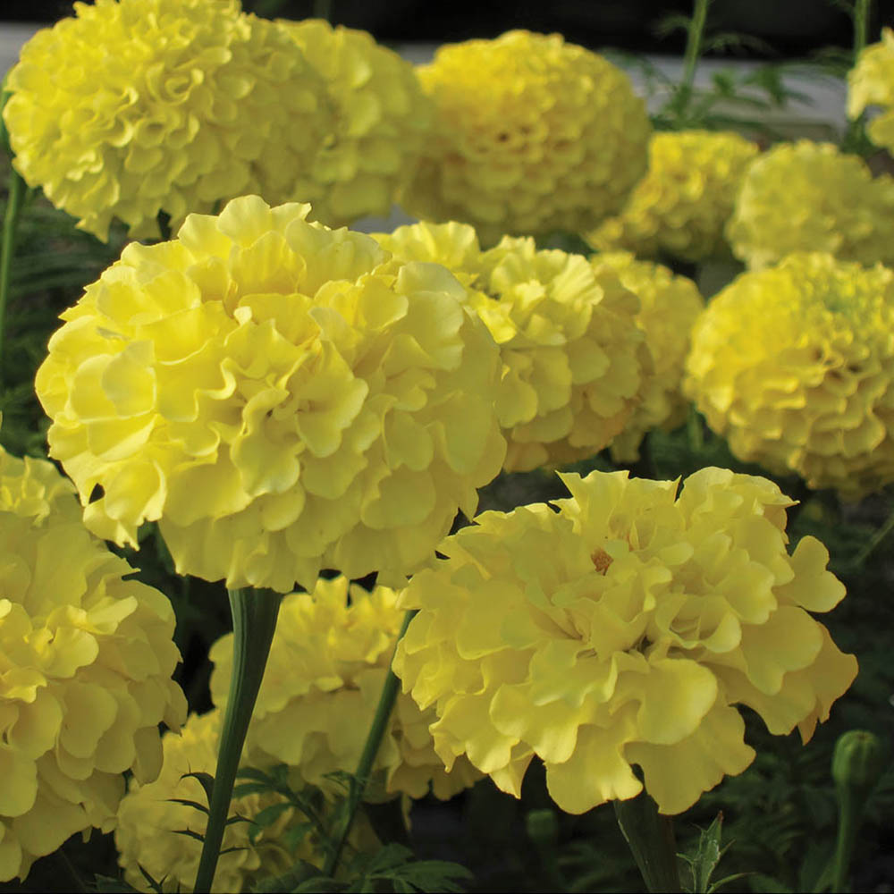 Marigold Savannah Moon