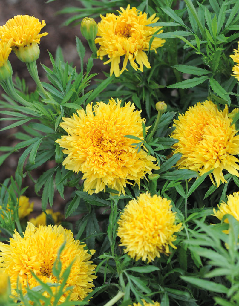 Simba Yellow marigold seeds