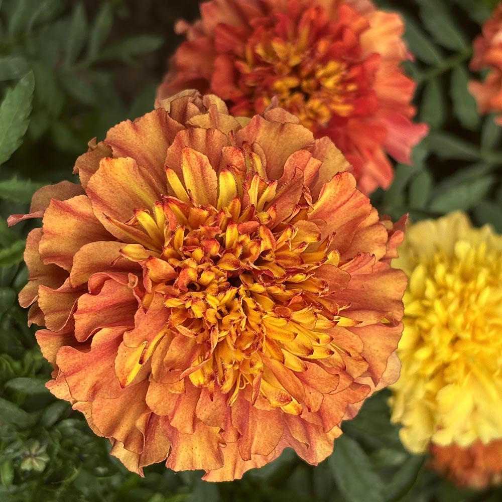 Marigold Strawberry Blonde Flower Marigold Strawberry Blonde Flower
