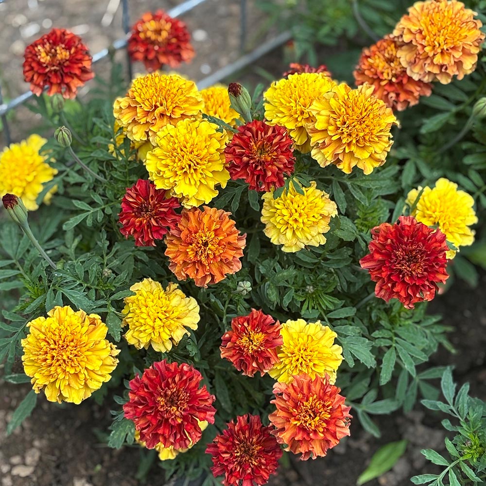 Marigold Strawberry Blonde Plant Marigold Strawberry Blonde Plant