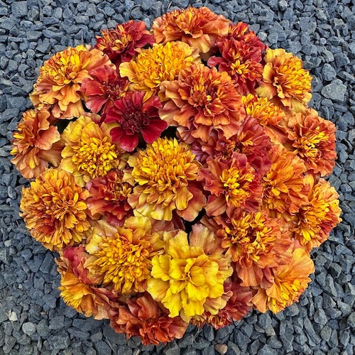 Marigold Strawberry Blonde