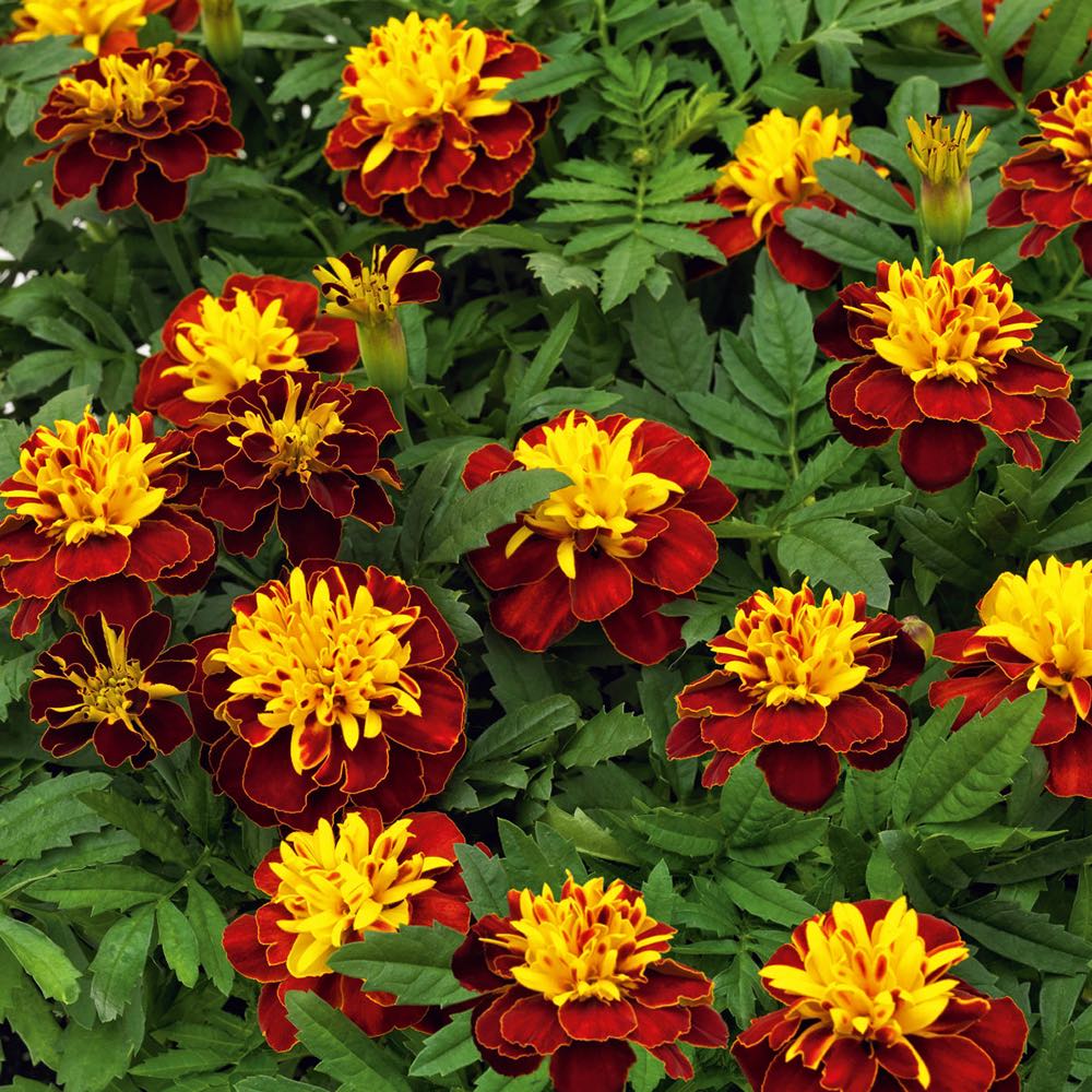 Super Hero Spry marigold seeds