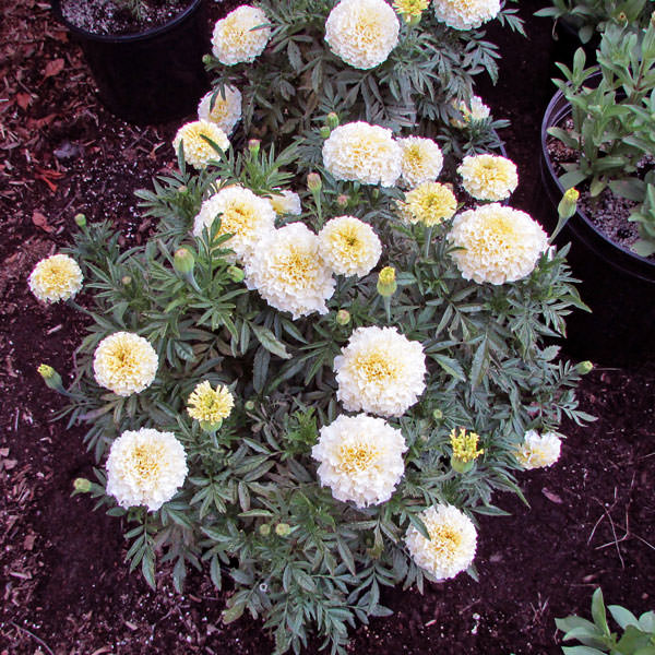 Vanilla Improved Hybrid marigold Vanilla Improved Hybrid white marigold