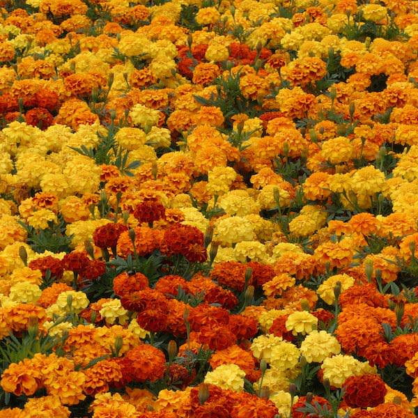 Zenith Mix marigold Zenith Mix marigold seeds