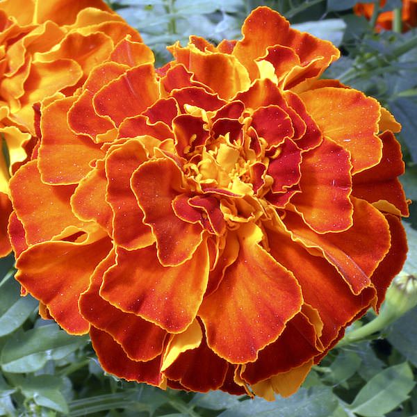 Zenith Red marigold seeds