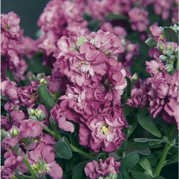 Vintage Lavender stock Stock Vintage Lavender