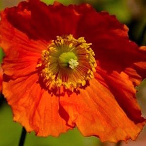 Frances Perry Meconopsis poppy Meconopsis Poppy Frances Perry - Meconopsis cambrica Rubra