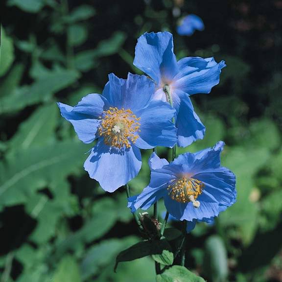 Lingholm Hybrid Meconopsis poppy Meconopsis Poppy Lingholm Hybrid