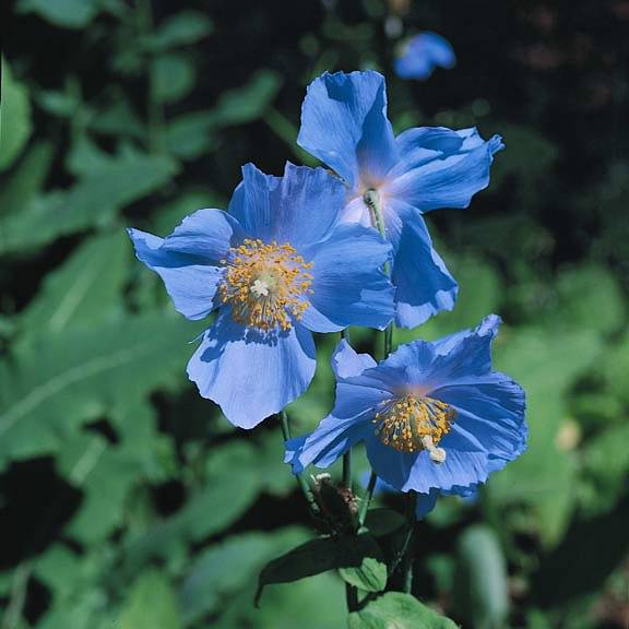 Meconopsis Poppy Lingholm Hybrid