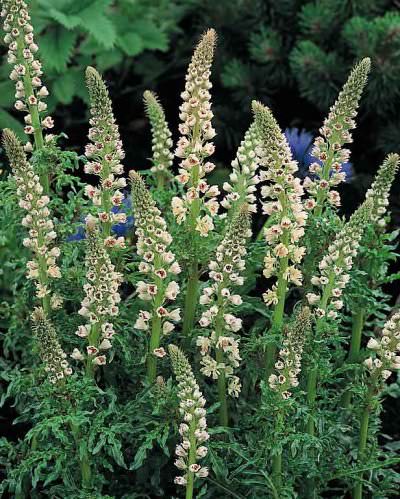 White Mignonette - Reseda alba