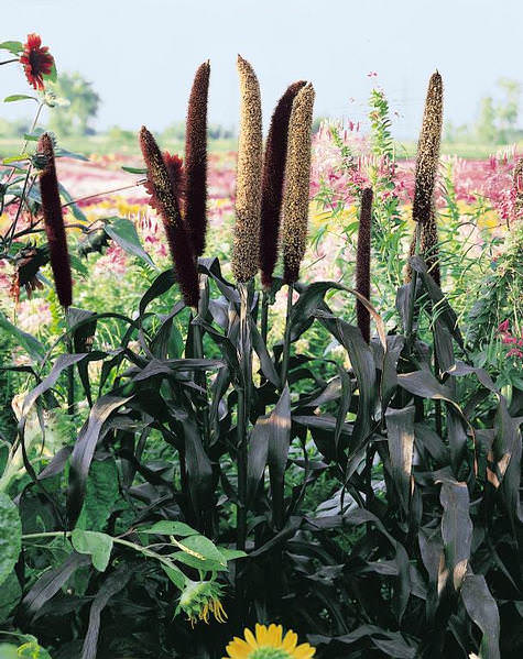 Purple Majesty ornamental millet seeds