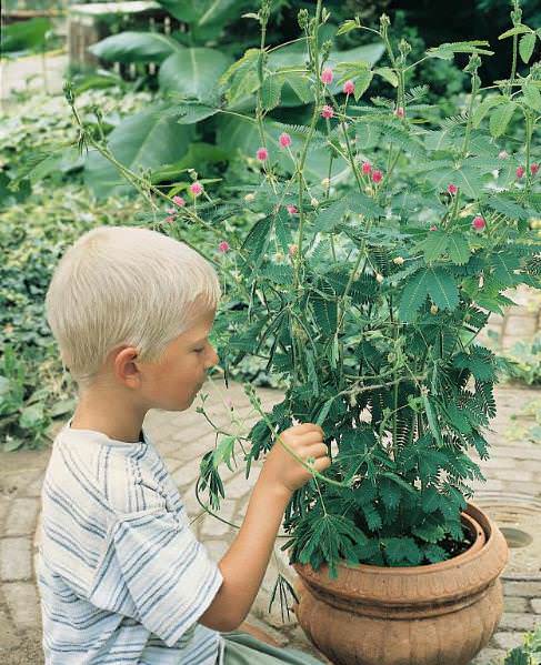 Sensitive Plant seeds