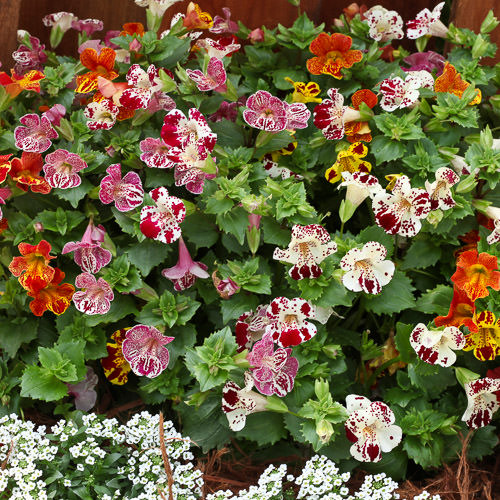 Magic Blotch Mix Mimulus flowers in a range of bright colors