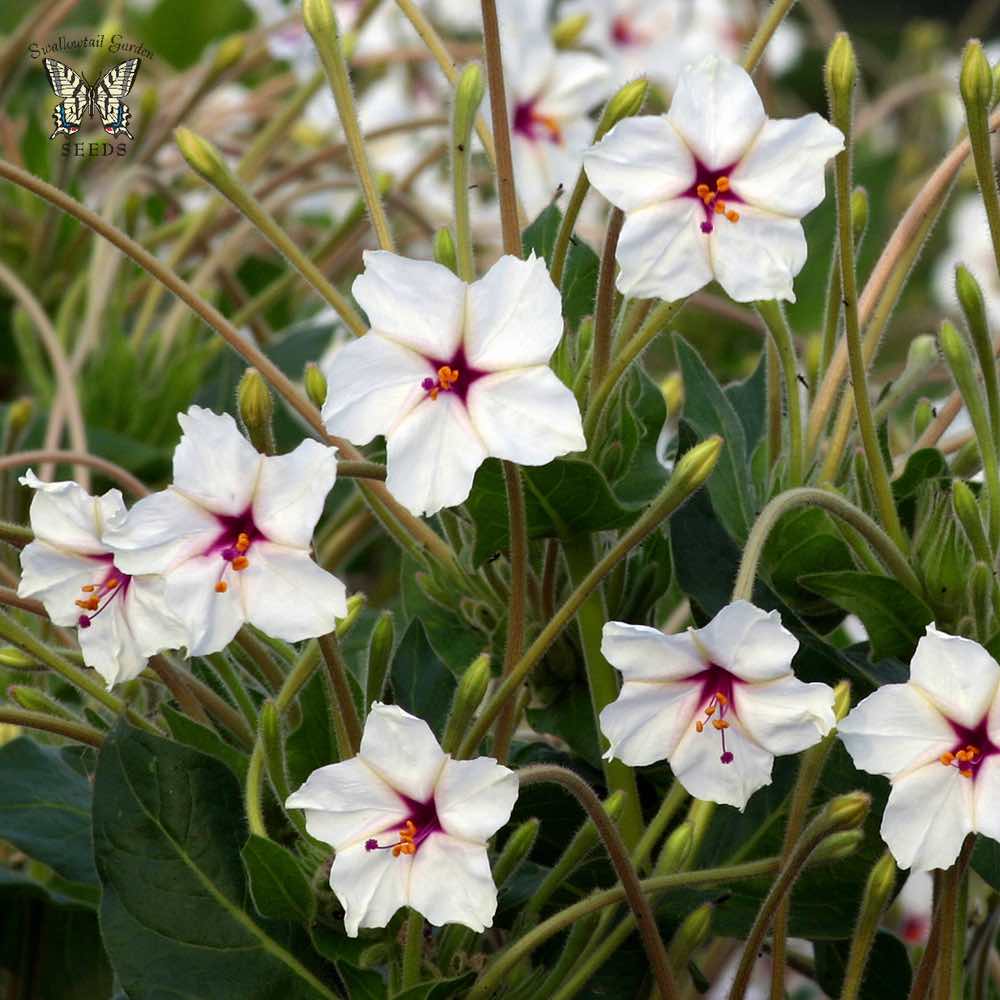 Four O'clock Fairy Trumpets - Mirabilis jalapa