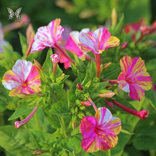 Four O Clock Marbles Tricolor