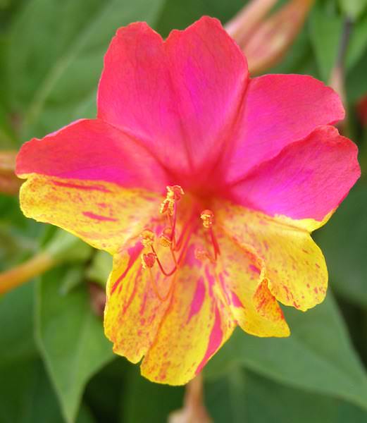 Four O'clock Bicolors Mix - Mirabilis jalapa