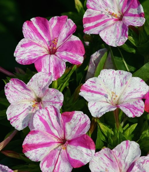 Four O'clock Marbles White-Red - Mirabilis jalapa