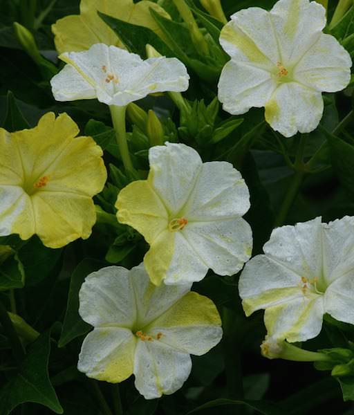 Marbles White-Yellow four O'clock Four O'clock Marbles White-Yellow - Mirabilis jalapa