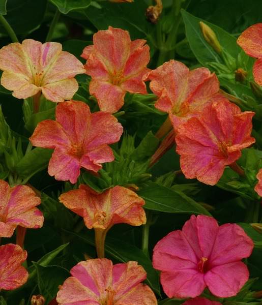 Four O'clock Marbles Yellow-Red - Mirabilis jalapa