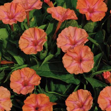 Salmon Sunset four O'clock Four O'clock Salmon Sunset - Mirabilis jalapa