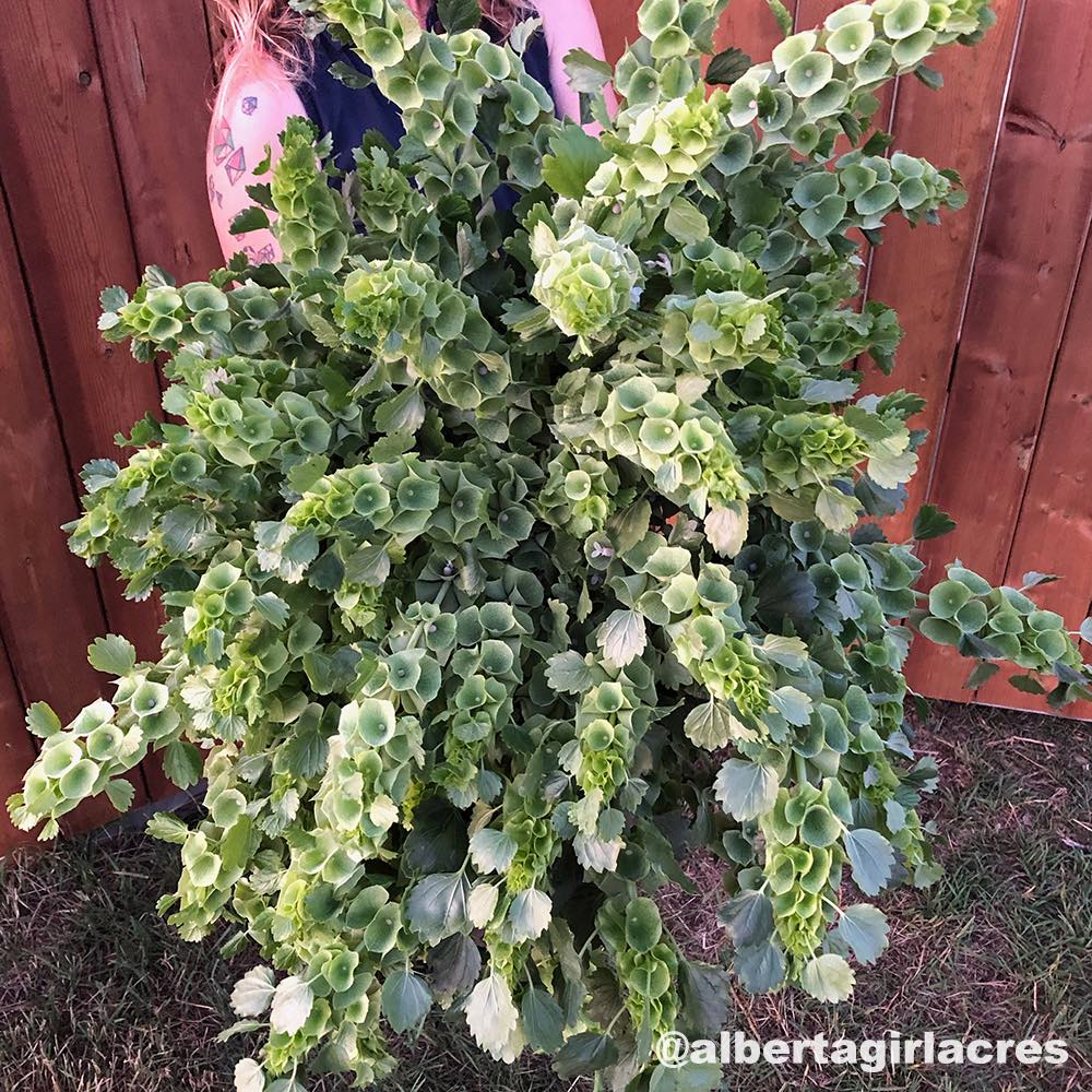 Bells of Ireland seeds - Moluccella laevis