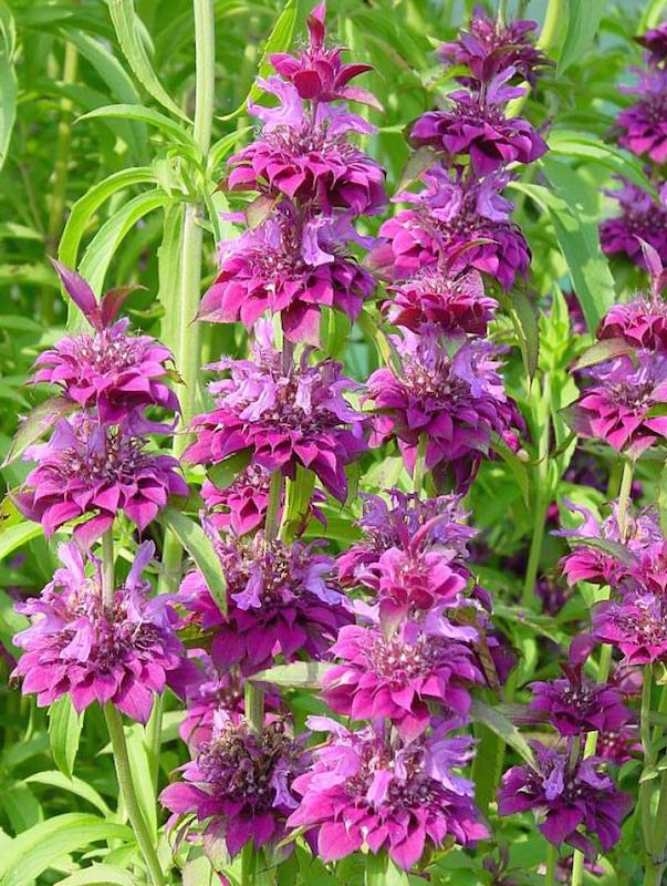 Bee Balm Bergamo - Monarda Citriodora-Hybr.