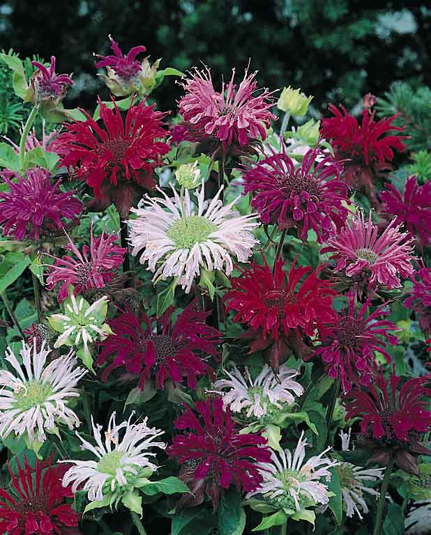 Kamel Og faktum Panorama Mix Bee Balm Seeds - Perennial Flower Seeds