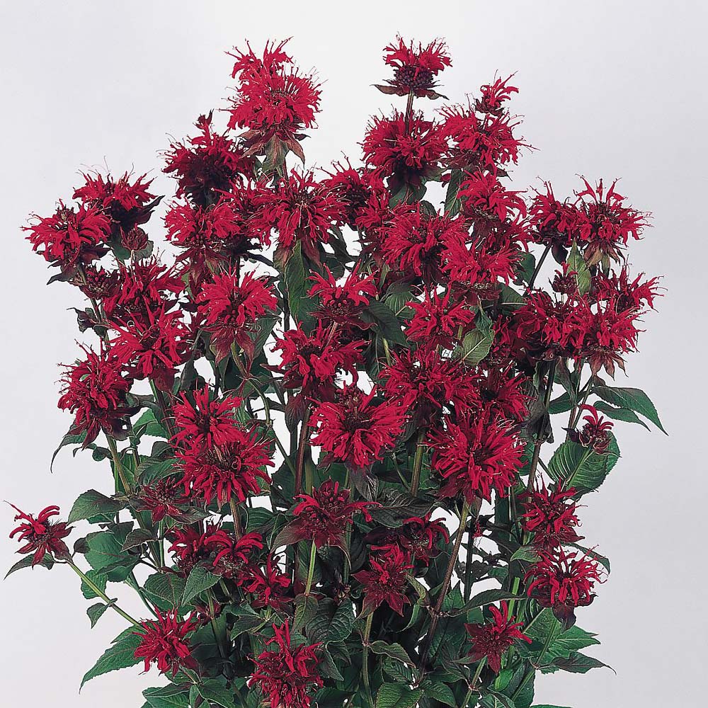 Panorama Red Bee Balm Red - Monarda didyma