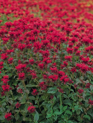 bee balm plant looks like mildew bee balm plant looks like mildew