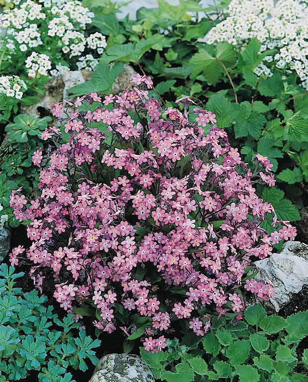 Seeds 5 Perennial Flower Seeds Seeds 5 Perennial Flower Seeds