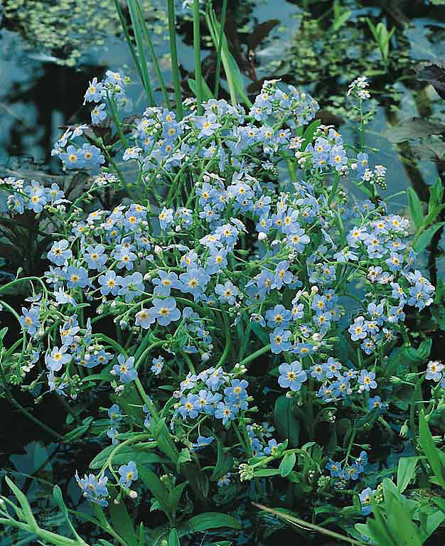 Water forget-me-not - true perennial flower - Myosotis scorpiodes