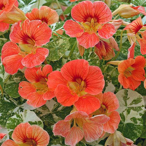 Alaska Apricot nasturtium flowers