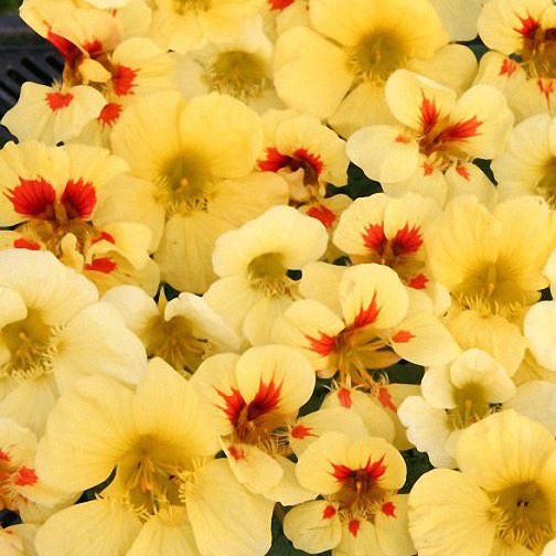 Nasturtium Banana Split - Annual Flower Seeds