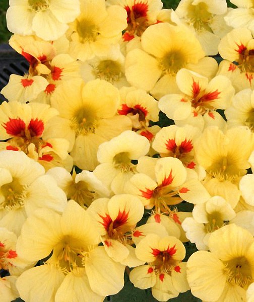 Banana Split nasturtium Banana Split nasturtium