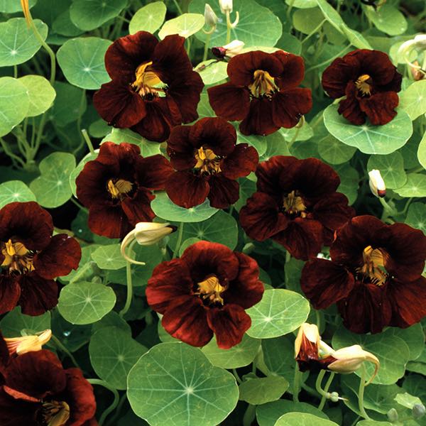 Nasturtium Black Velvet