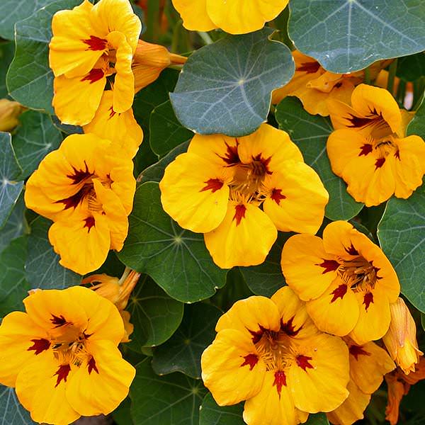 Canary nasturtium Canary Nasturtium