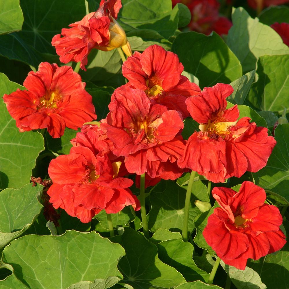 Nasturtium Cherrelle flowers