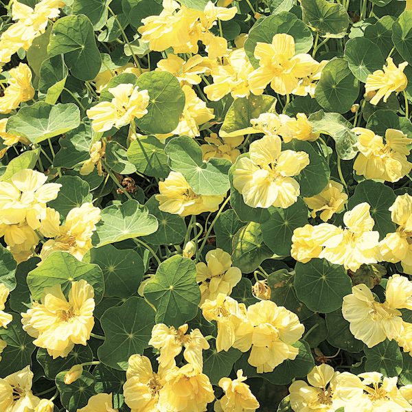 Double Delight Cream nasturtium Double Delight Cream nasturtium
